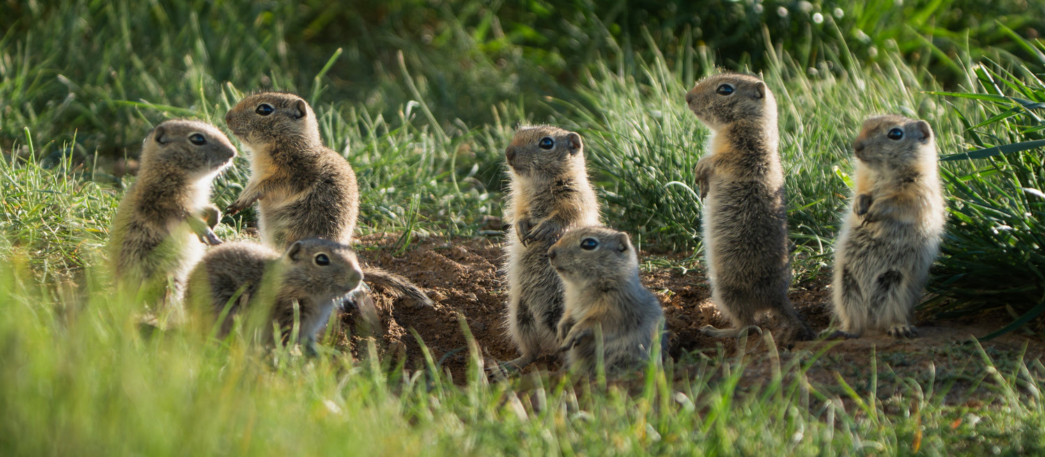 Wildlife in Wyoming: Four Seasons of Backyard Visitors in Our Yard