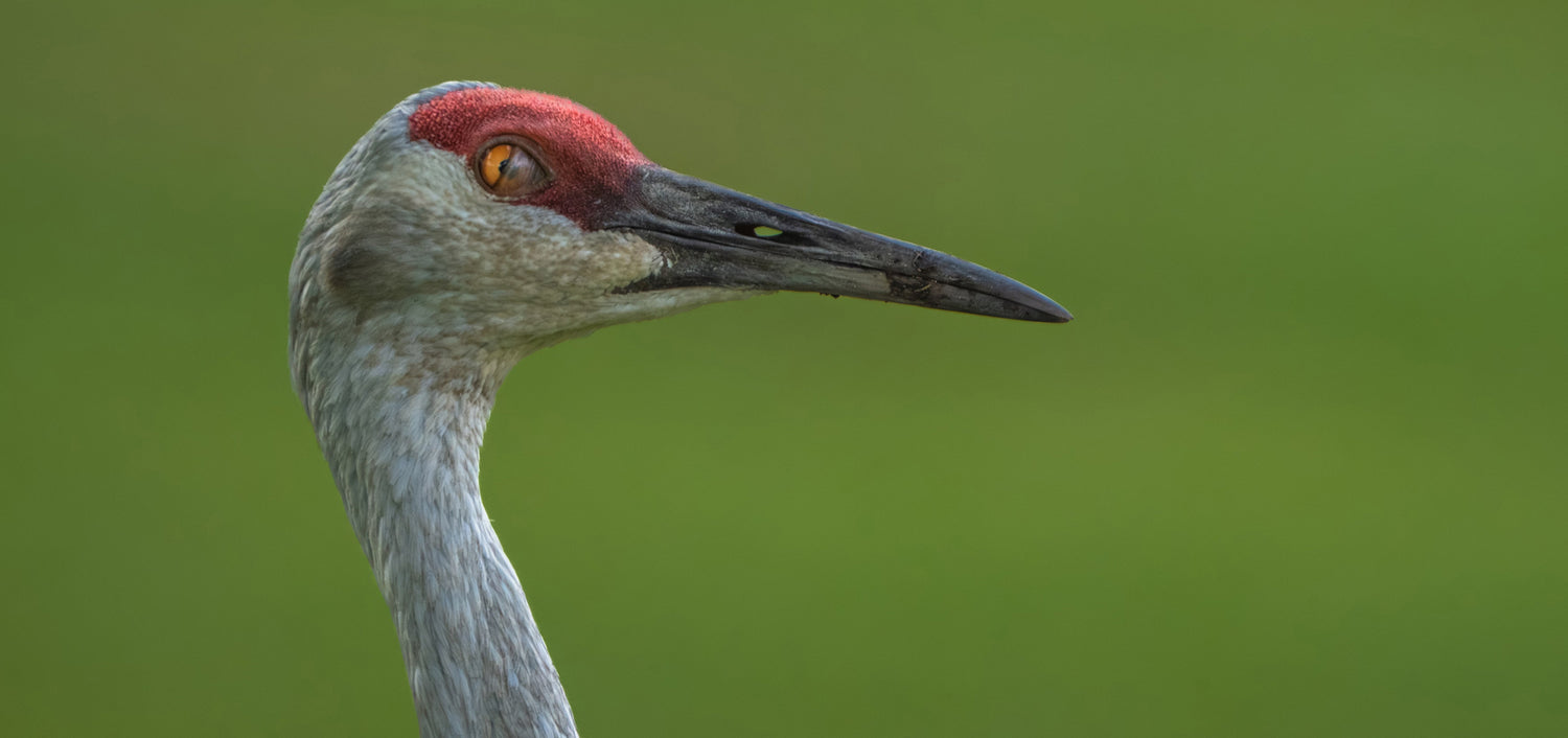 Following Grace: A Wildlife Photographer’s Journey with a Family of Sandhill Cranes in Wyoming