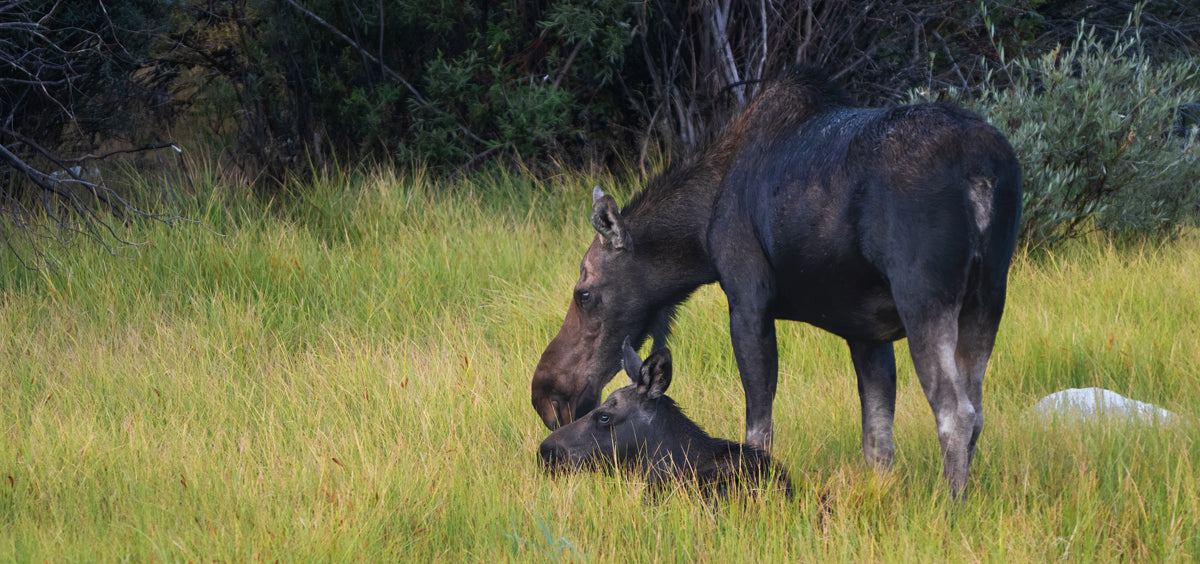A Morning with Moose: A Gift from God Beneath Wyoming’s Morning Light