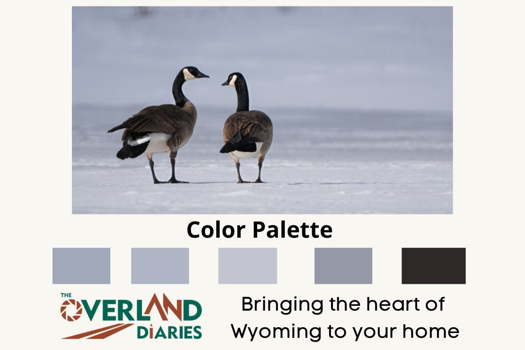 Wildlife Photography: Canada Geese Heart