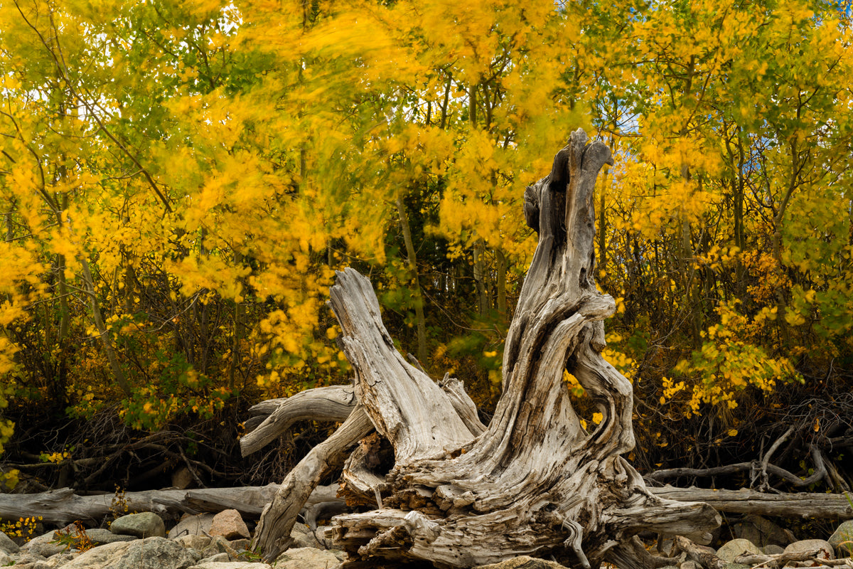 Wyoming Fall Scenery Home Decor Wall Art