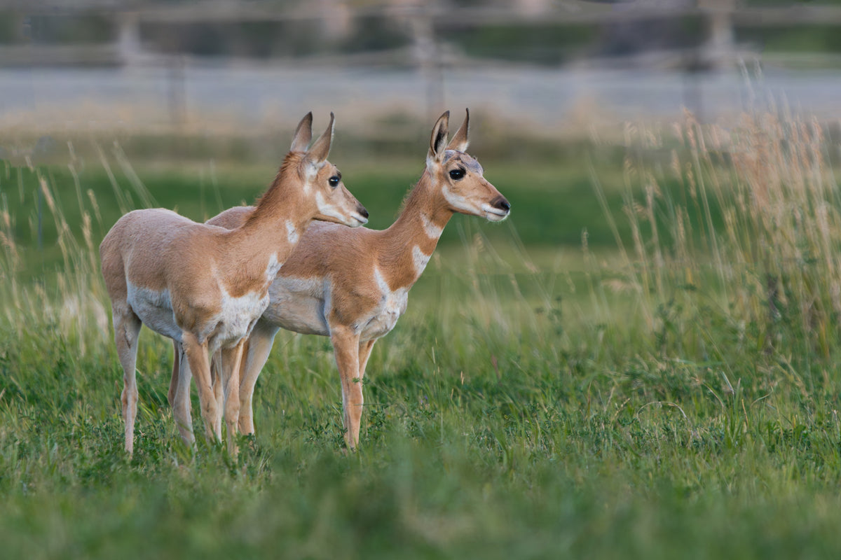 Pronghorn Wall Art