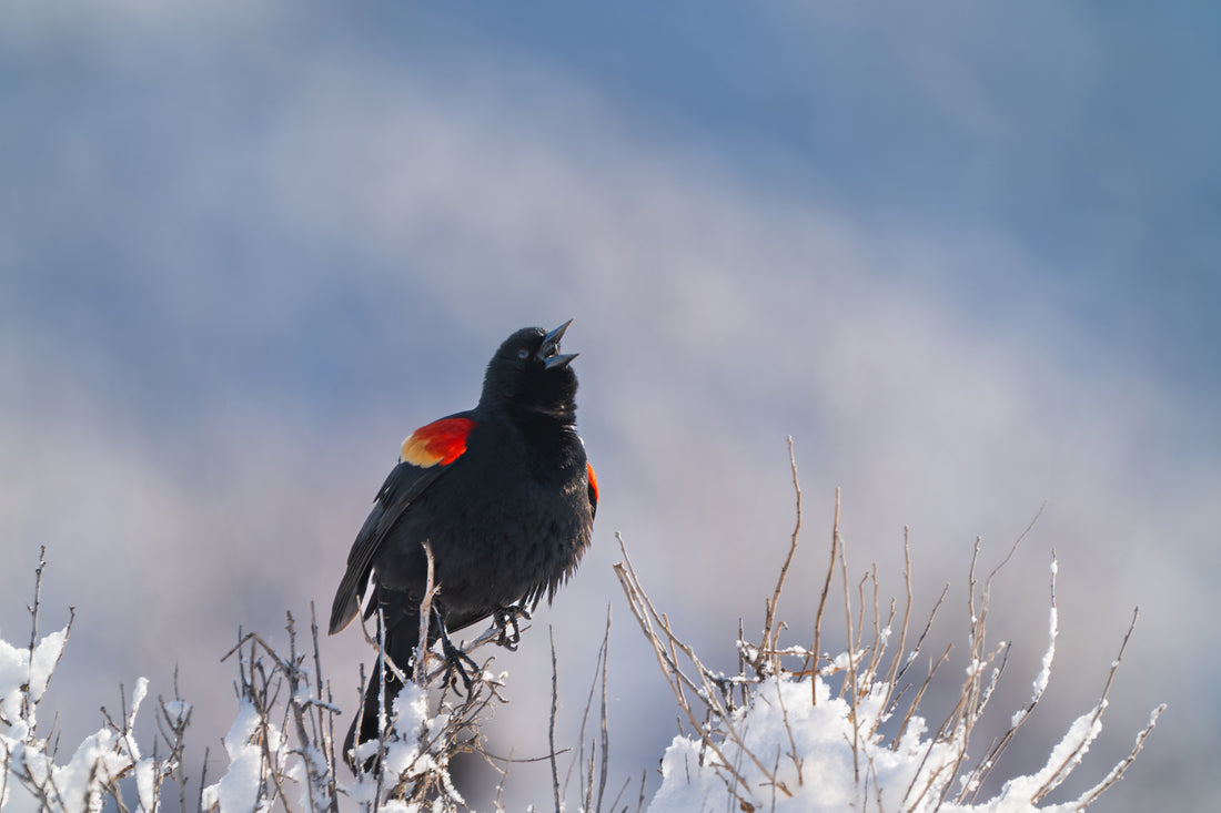 The Red Winged Blackbird That Stole the Morning