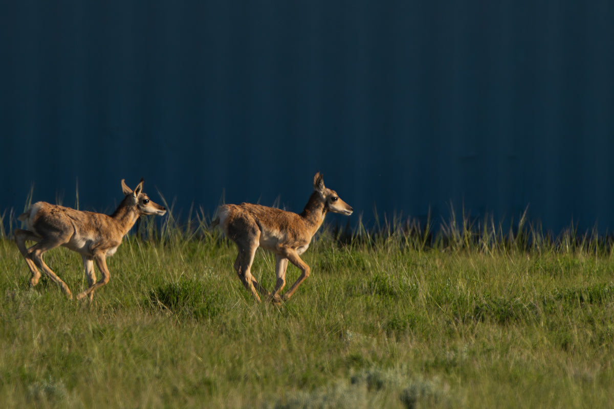 Born to Run, Held by Grace