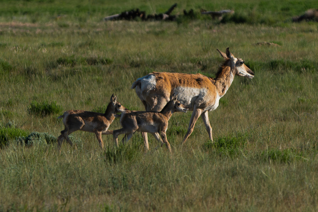 Pronghorn Peace: A Mother’s Call