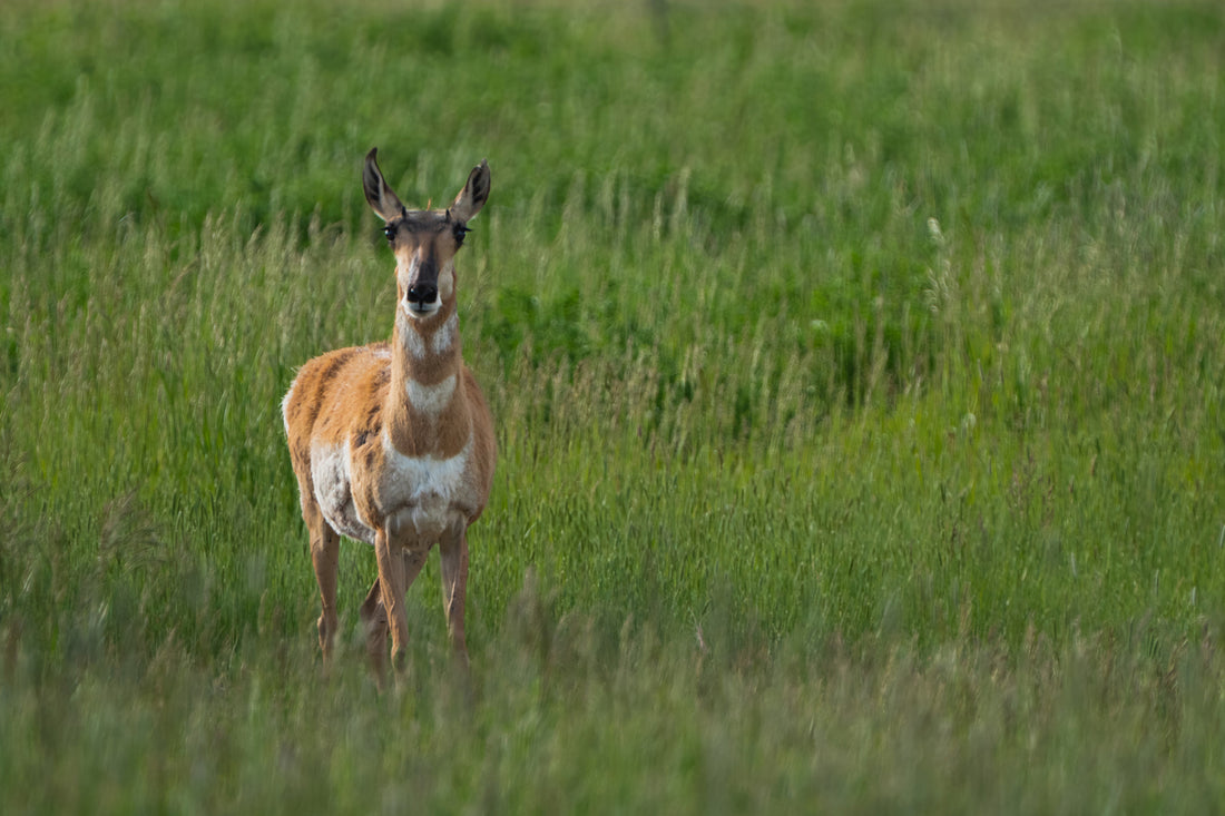 Grace in Motion — Wyoming Pronghorn