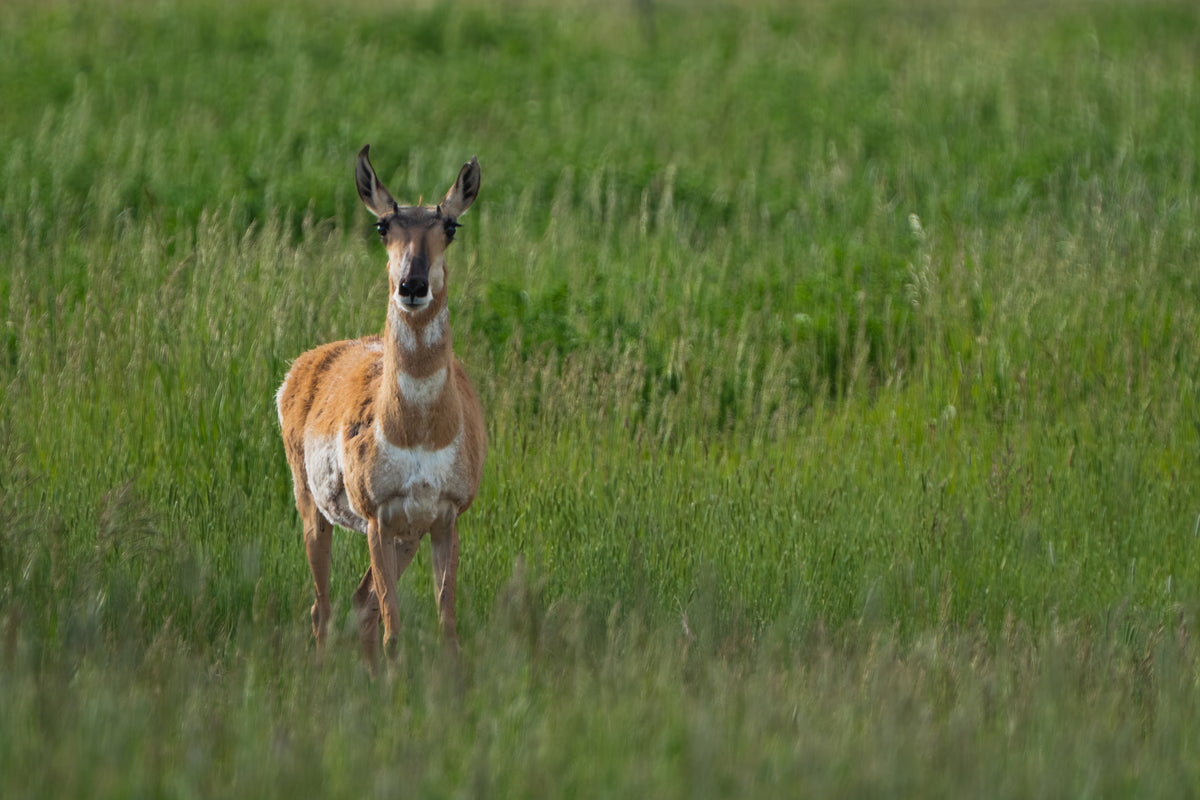 Grace in Motion — Wyoming Pronghorn