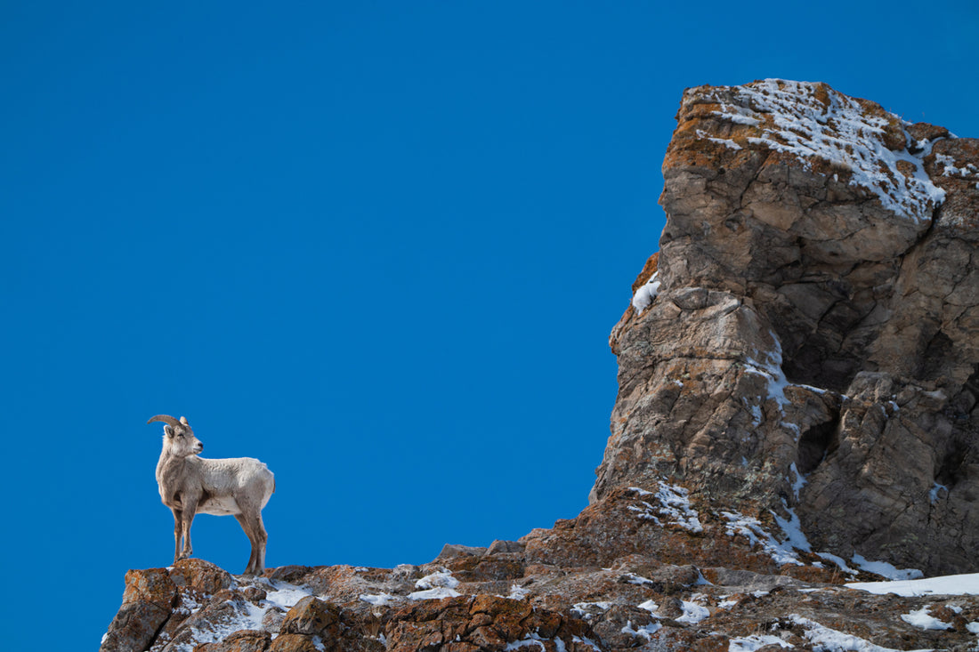The Quiet Strength of a Bighorn Sheep
