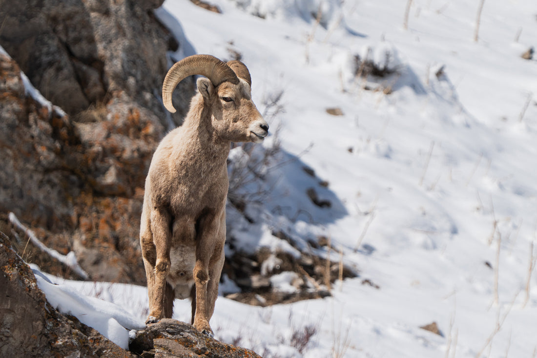 When the Bighorn Came Down