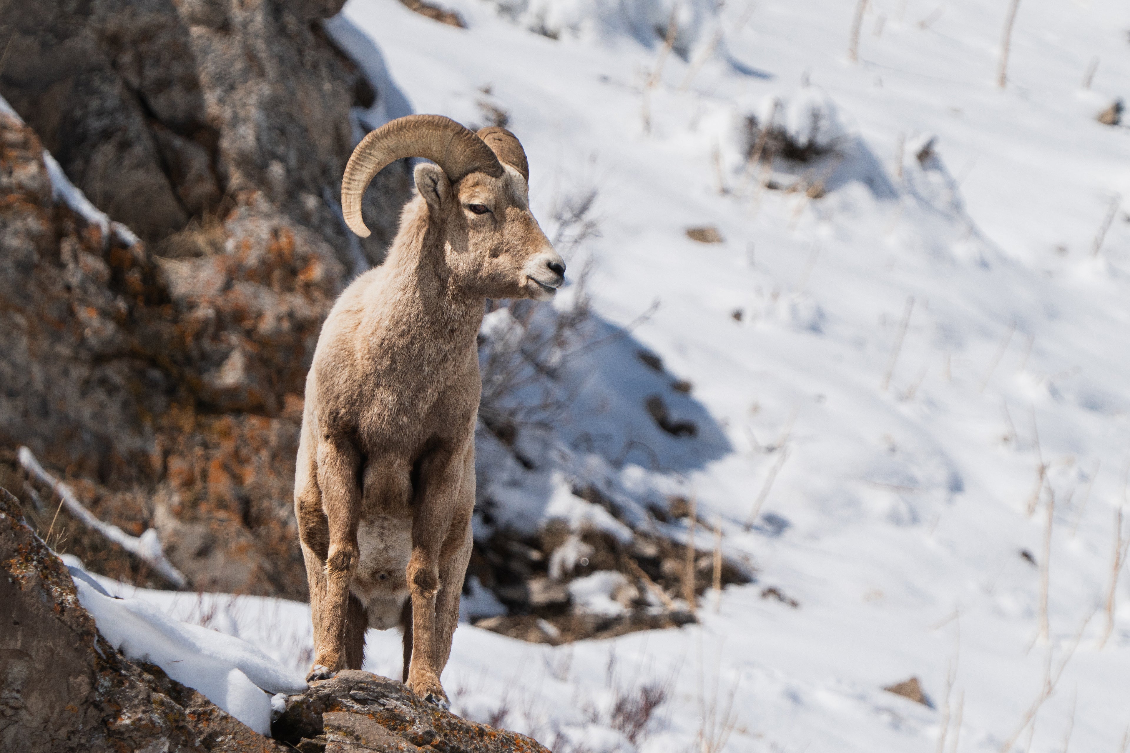 When the Bighorn Came Down