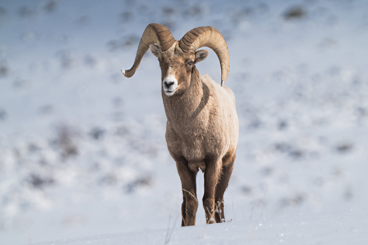 The Sheep That Stopped Time