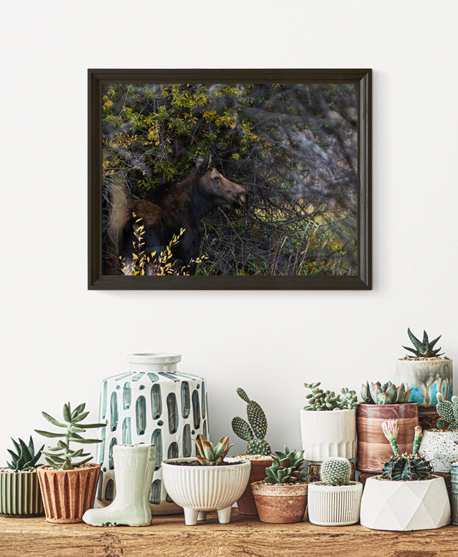 Echoes of Autumn: The Moose’s Path