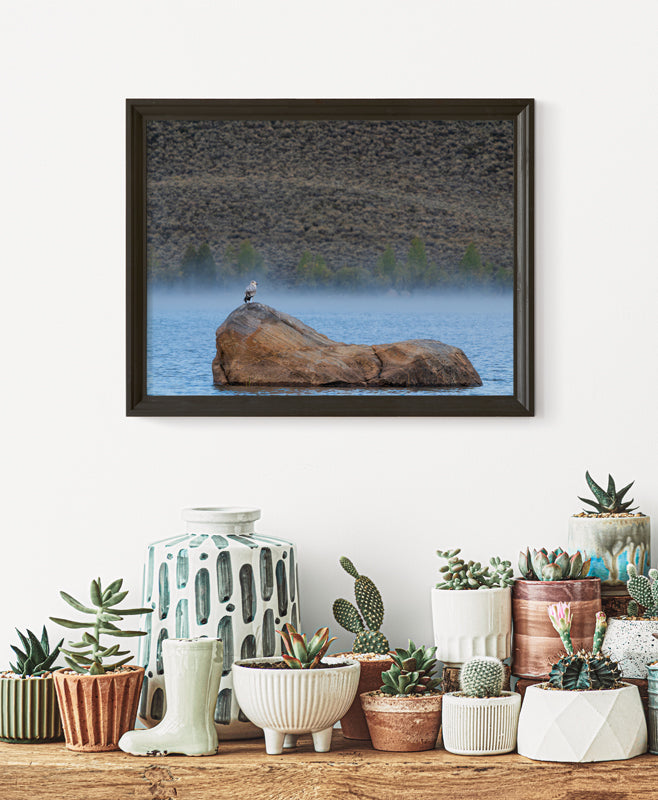 Gulls in the Frozen Light