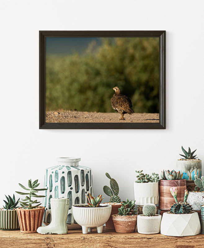 Sage Grouse Artwork