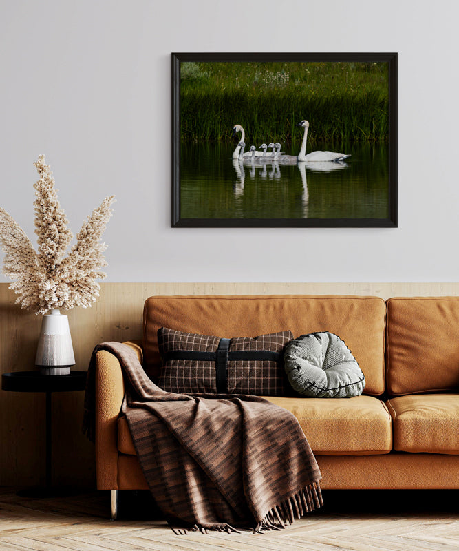 Swan Family Artwork