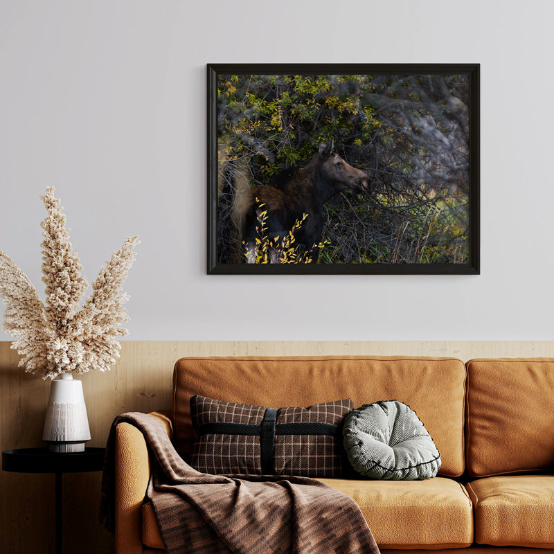Echoes of Autumn: The Moose’s Path