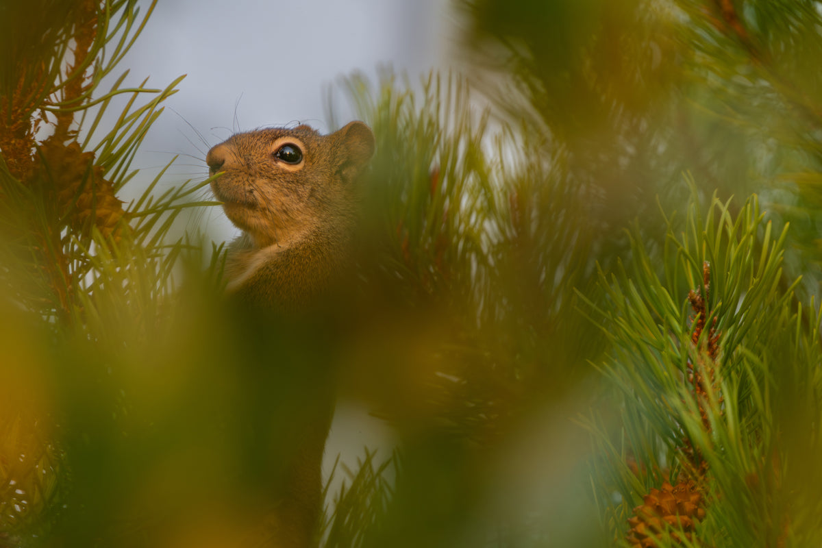 Squirrel Wall Art