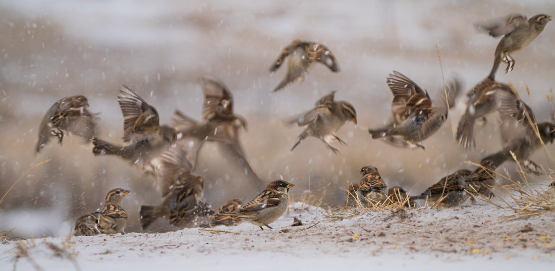 Common Sparrows: A Morning Symphony in Motion