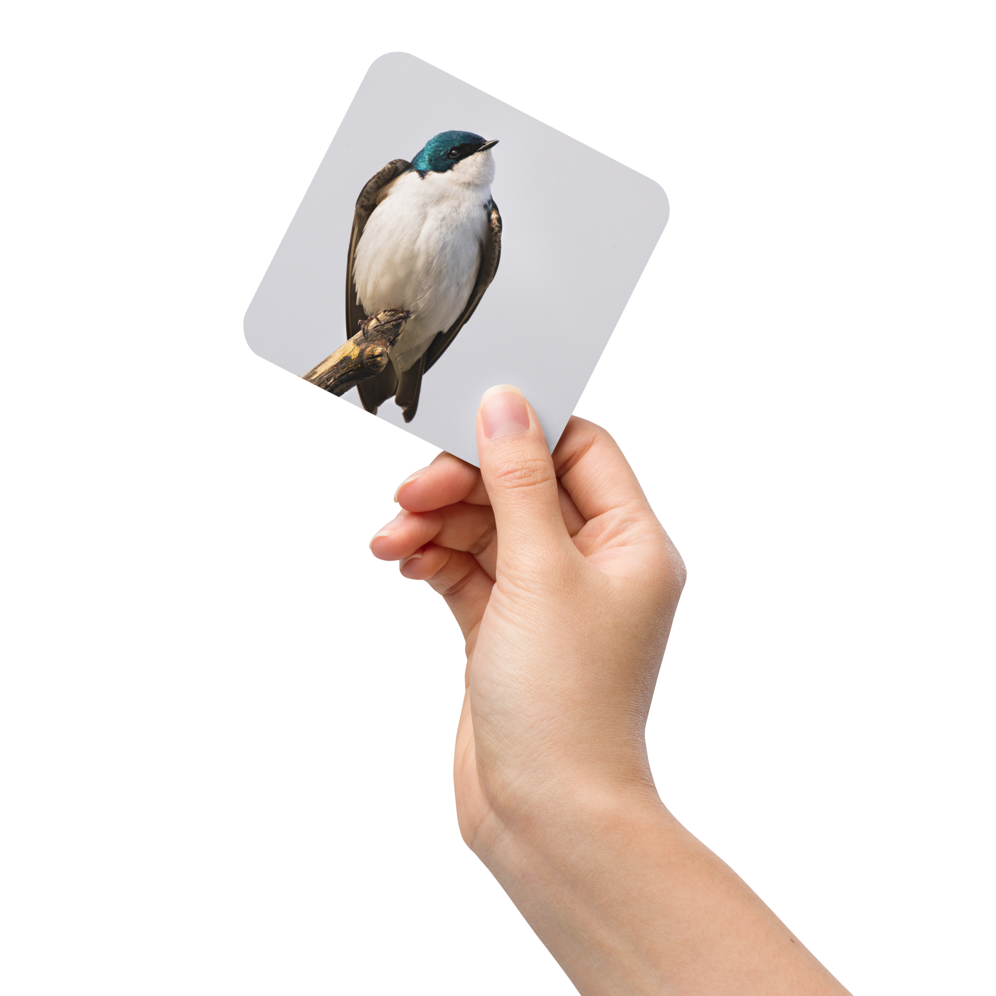 Tree Swallow Cork-back coaster