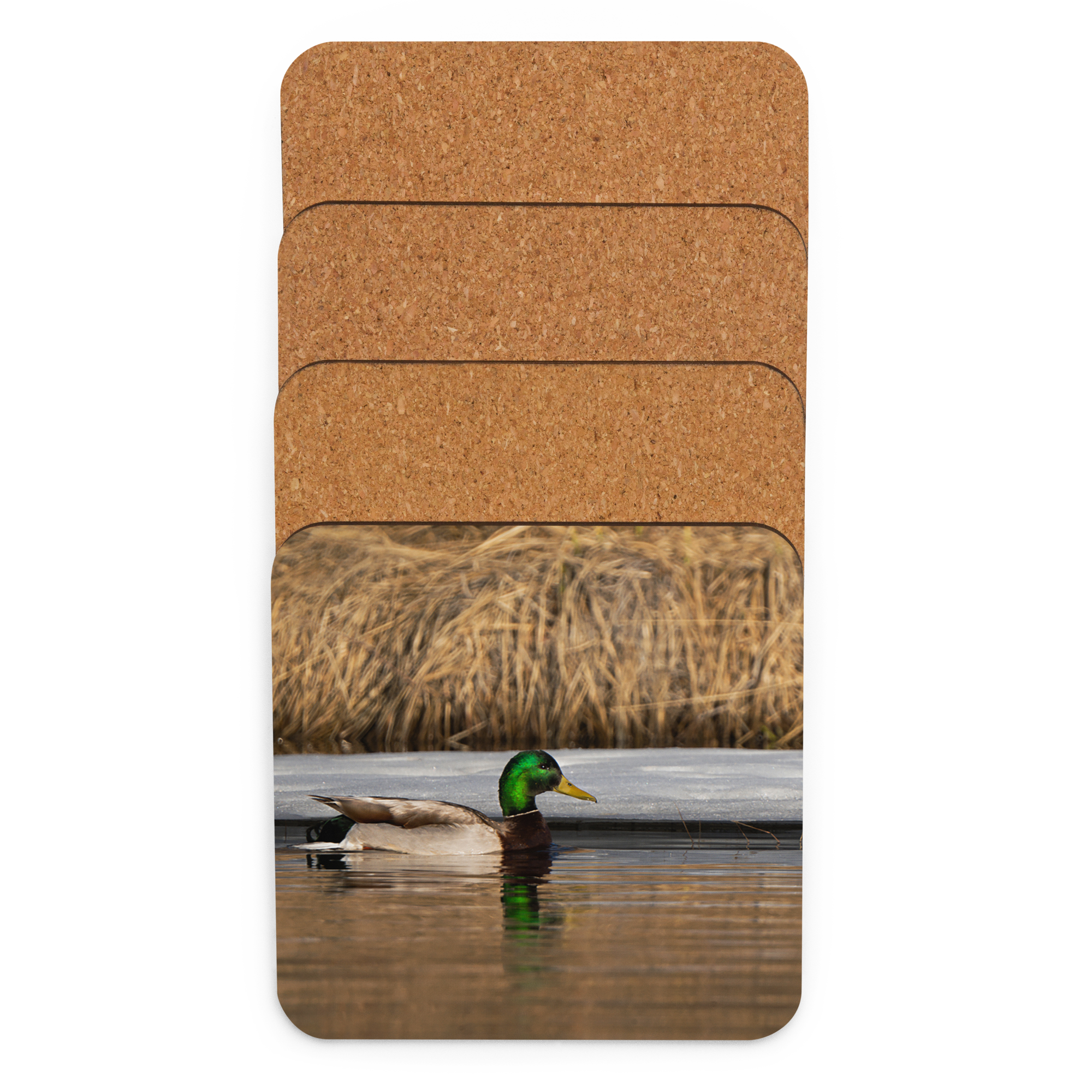 Mallard Duck Cork-back coaster