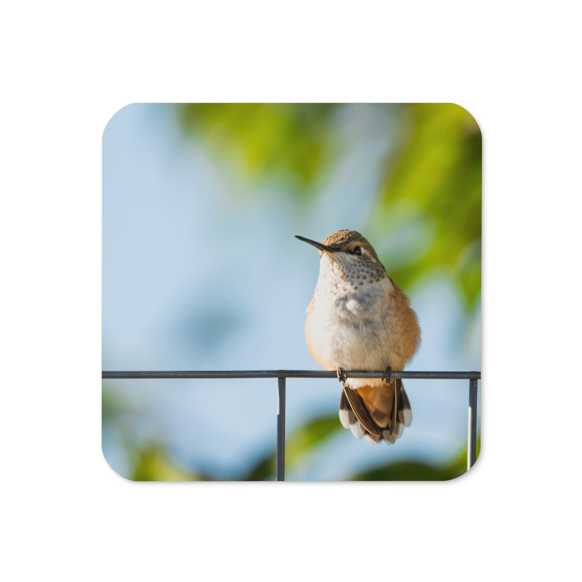 Hummingbird Cork-back coaster