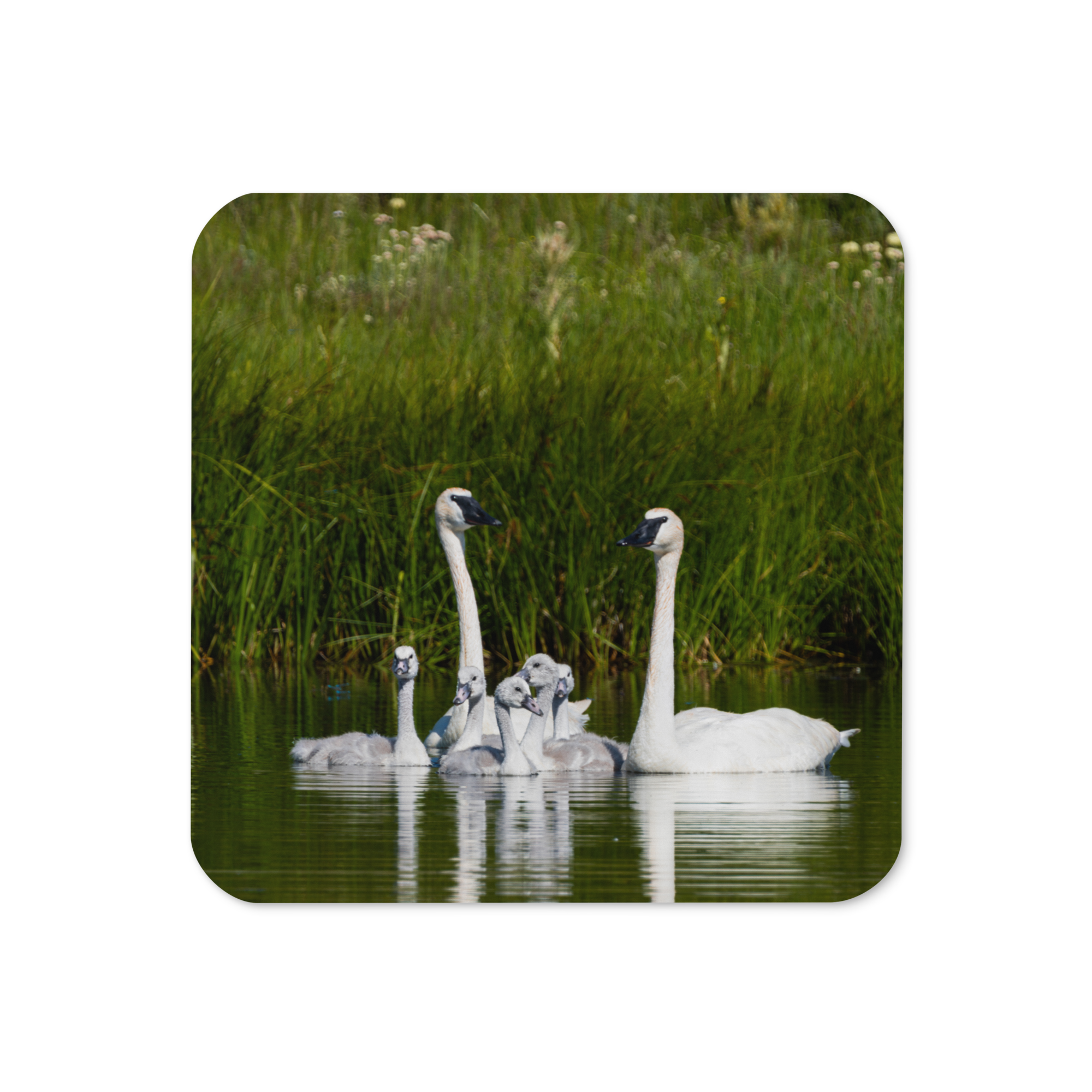 Swan Family Cork-back coaster