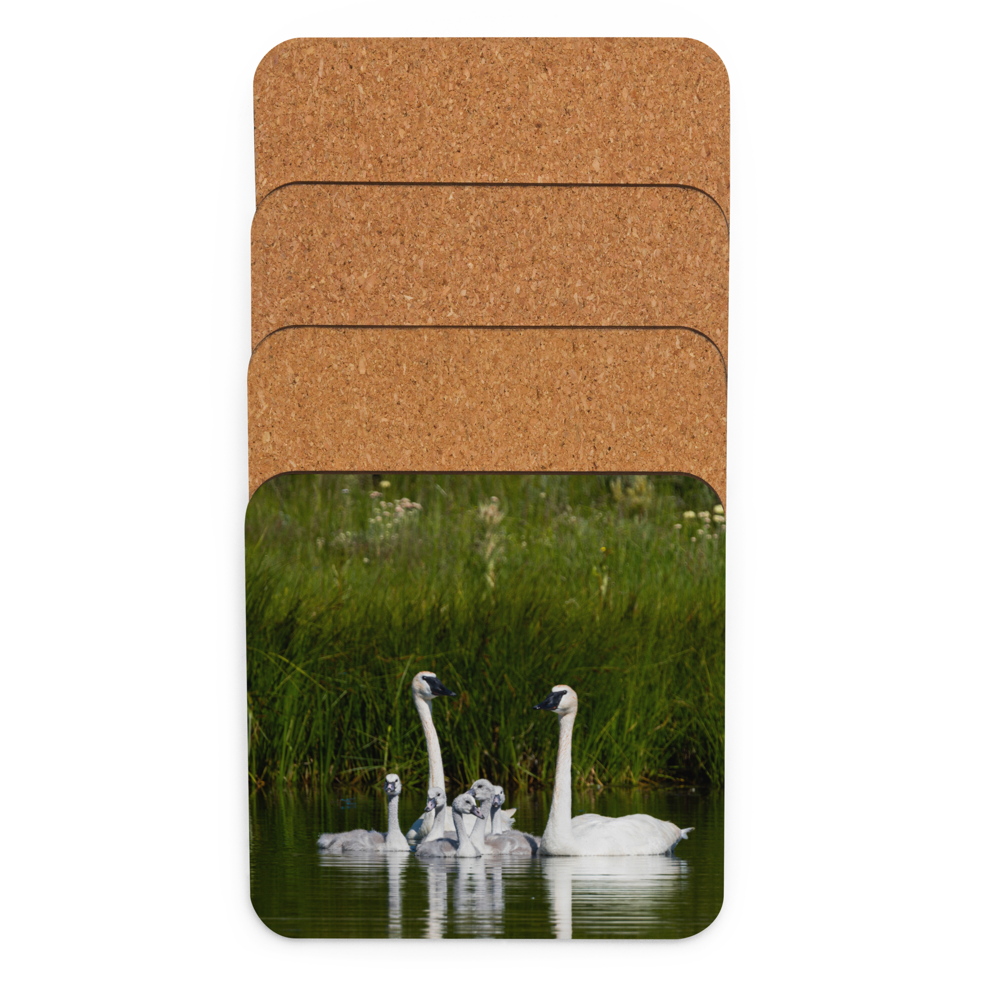 Swan Family Cork-back coaster