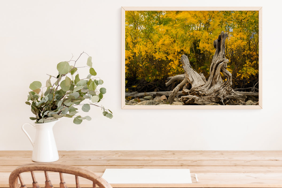 Wyoming Fall Scenery Home Decor Wall Art