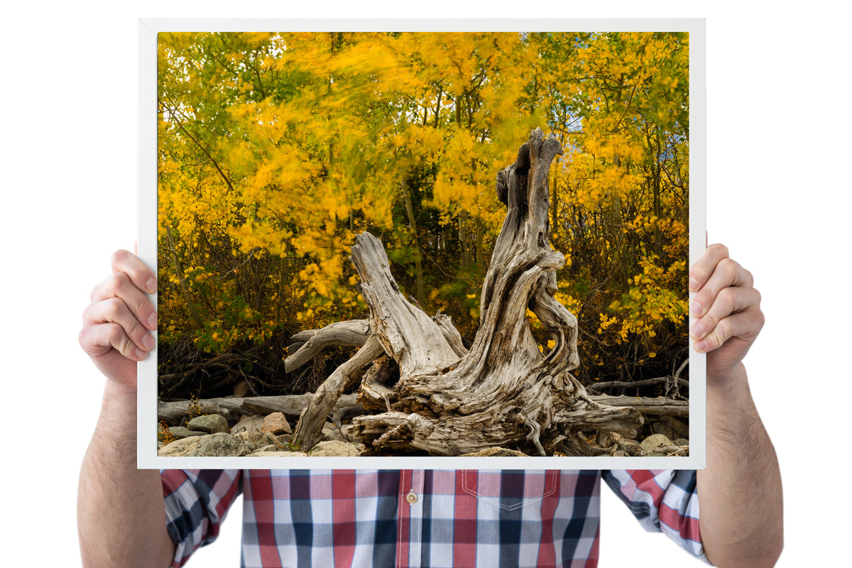 Wyoming Fall Scenery Home Decor Wall Art
