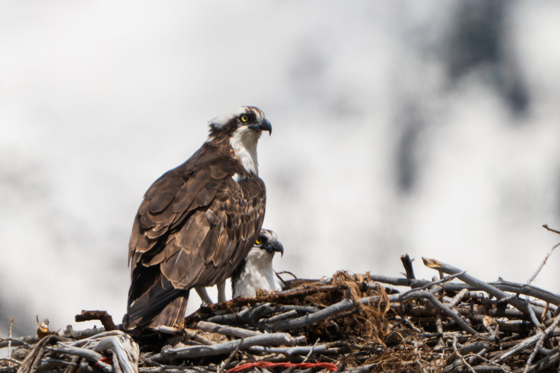 An Osprey Promise