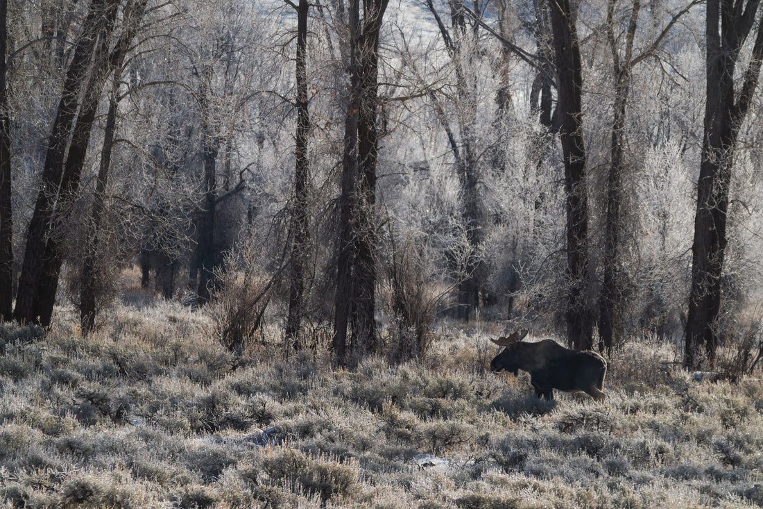 When the Tetons Went Silent