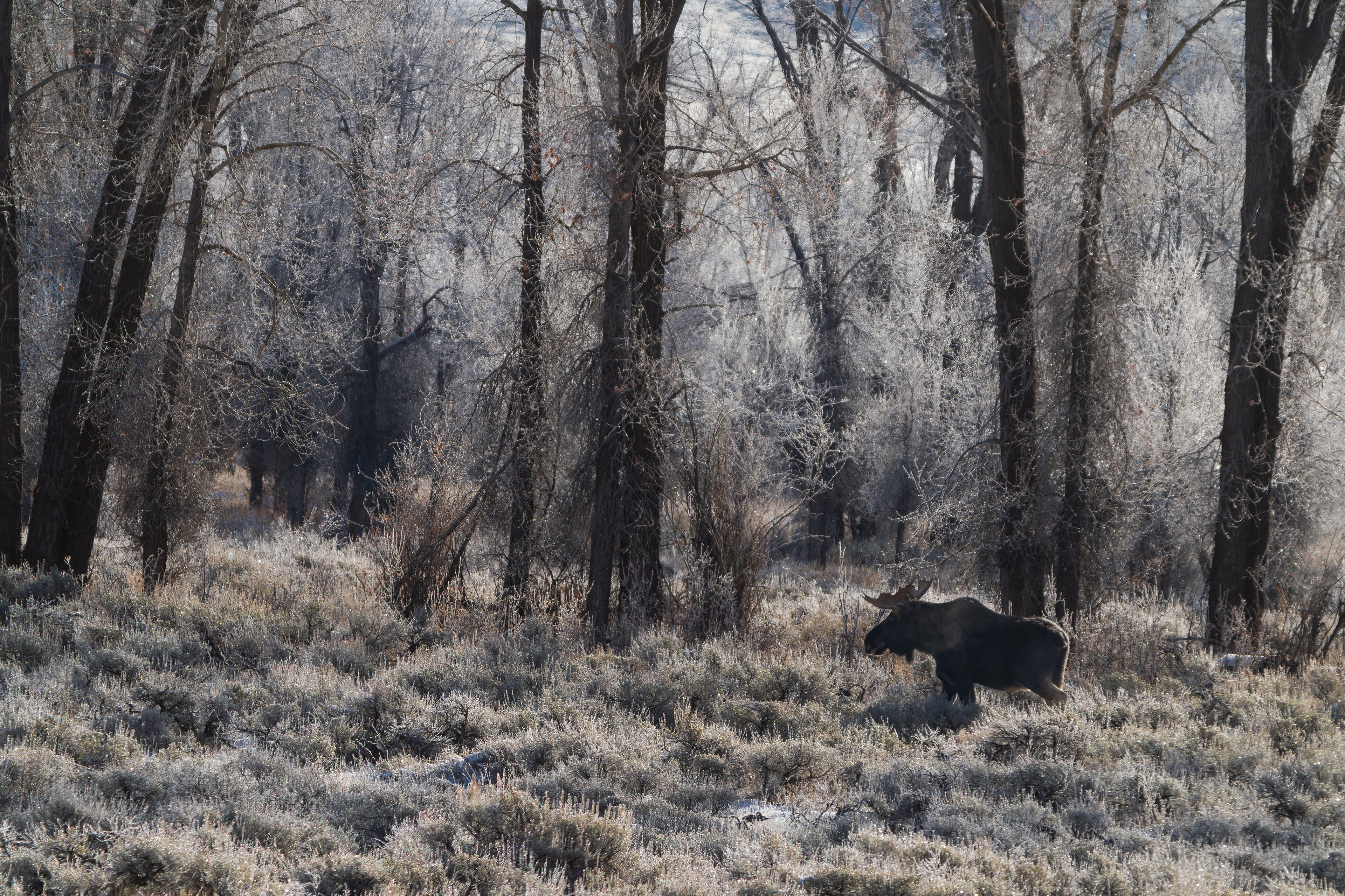 When the Tetons Went Silent