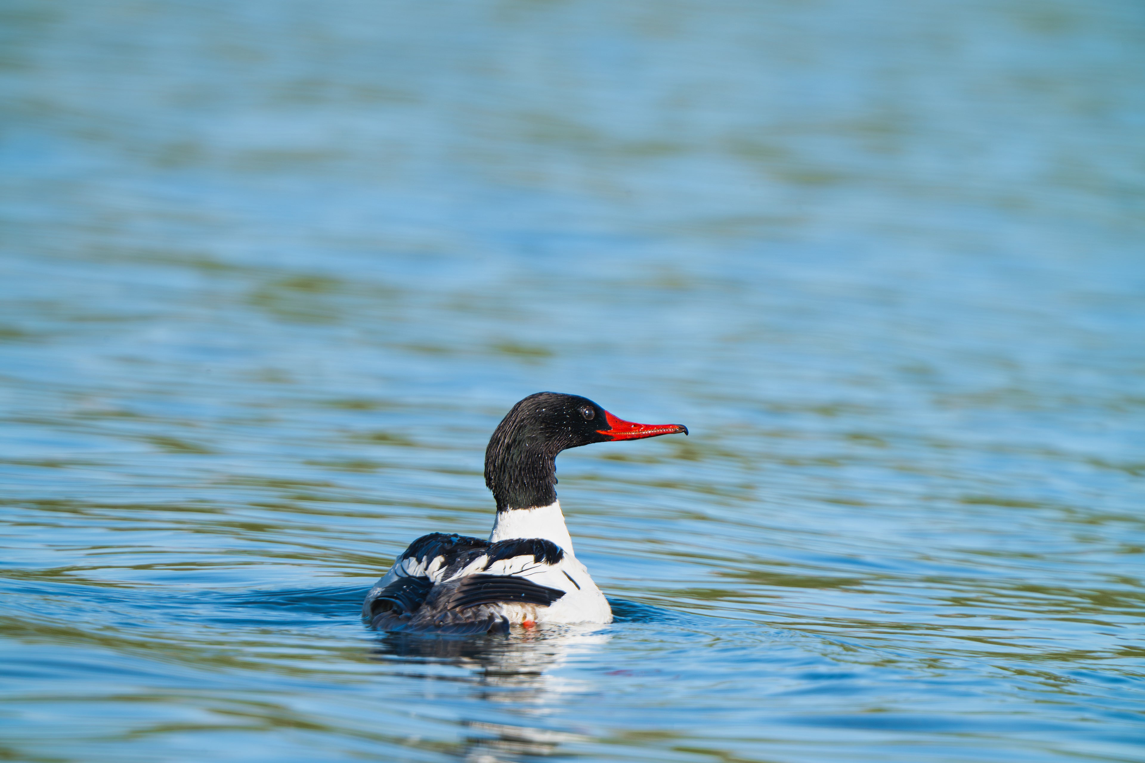 A Merganser in God’s Perfect Timing