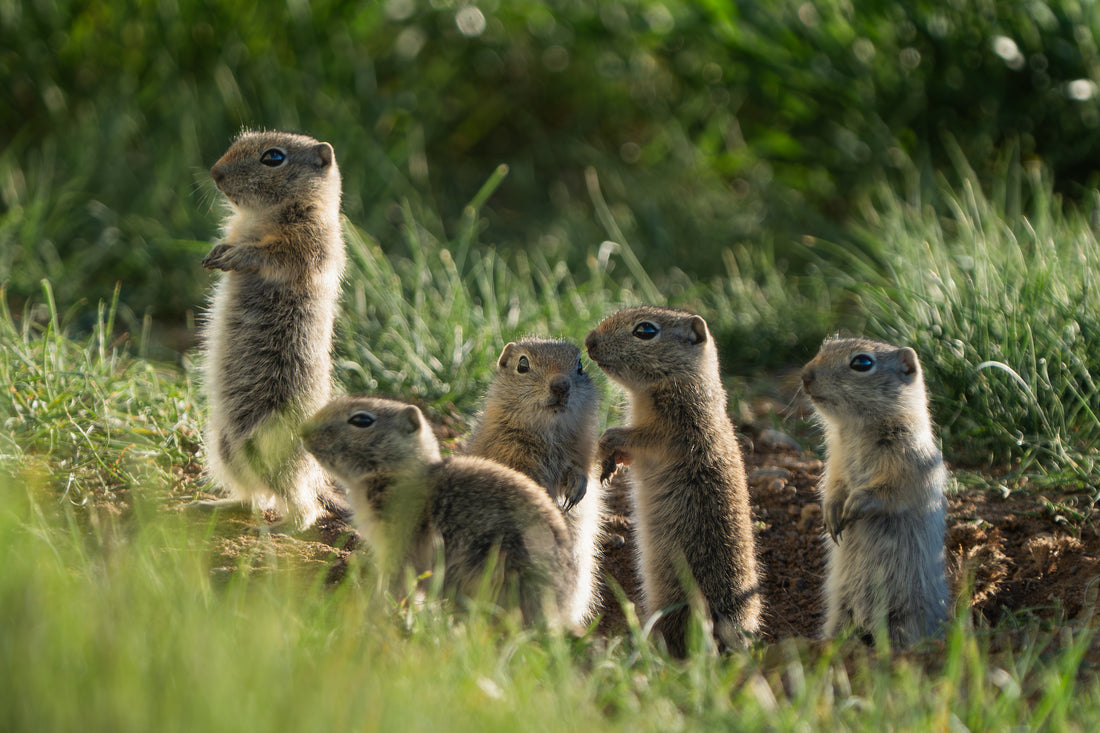 The Baby Ground Squirrel the Earth Tried to Keep Quiet