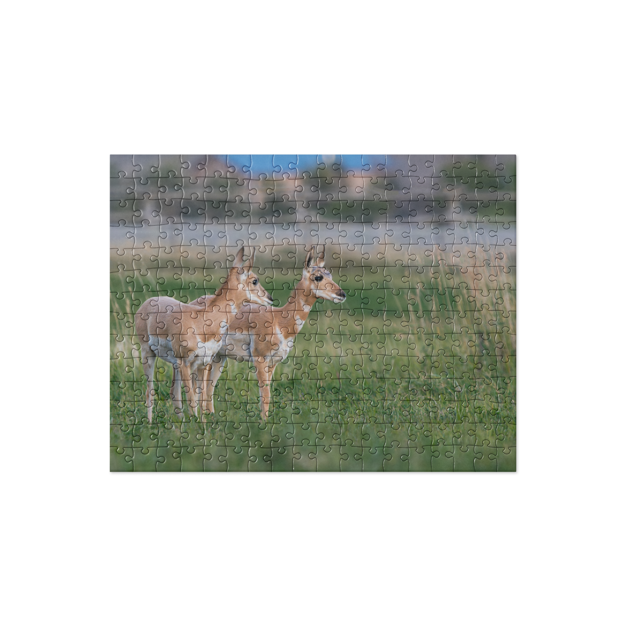 Pronghorn Jigsaw puzzle