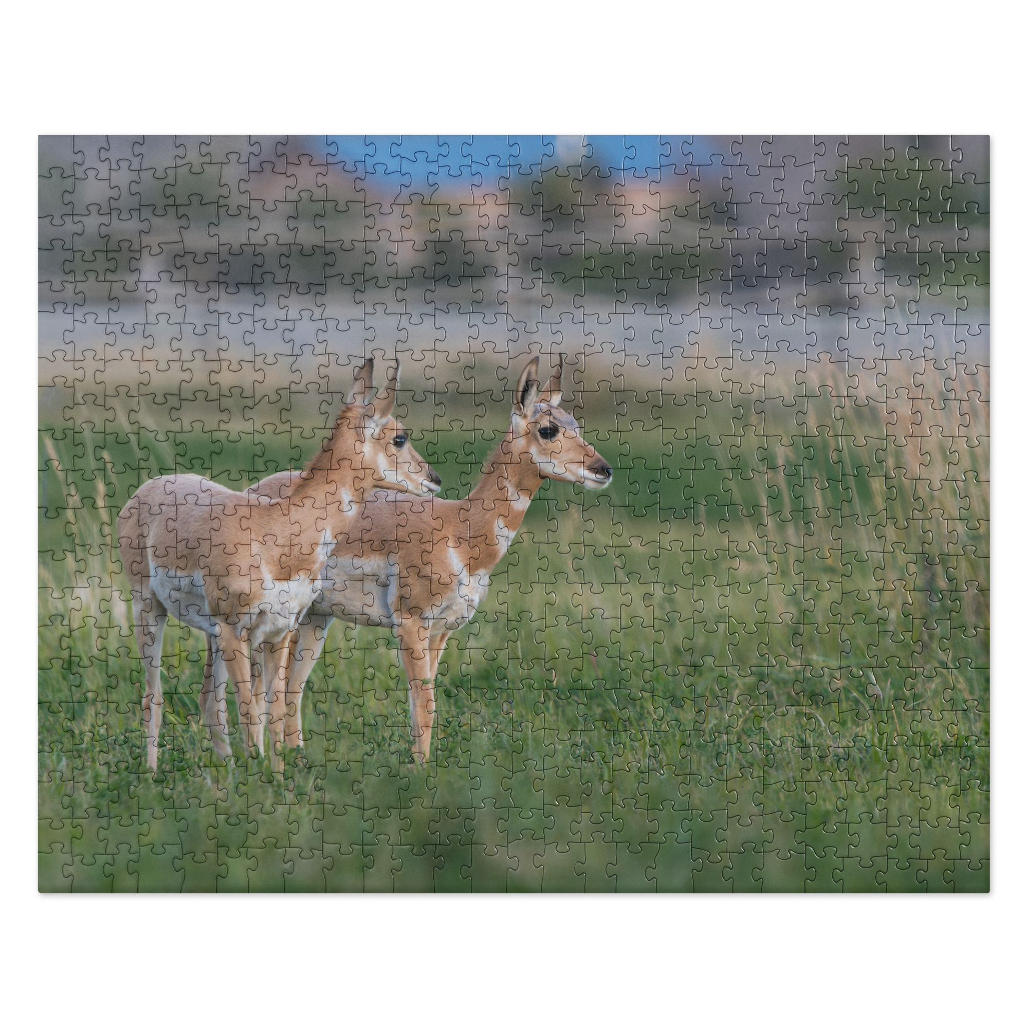 Pronghorn Jigsaw puzzle