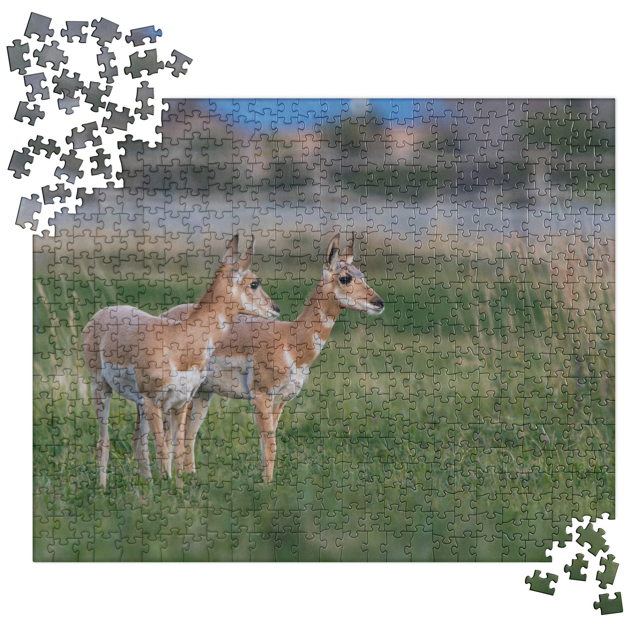 Pronghorn Jigsaw puzzle