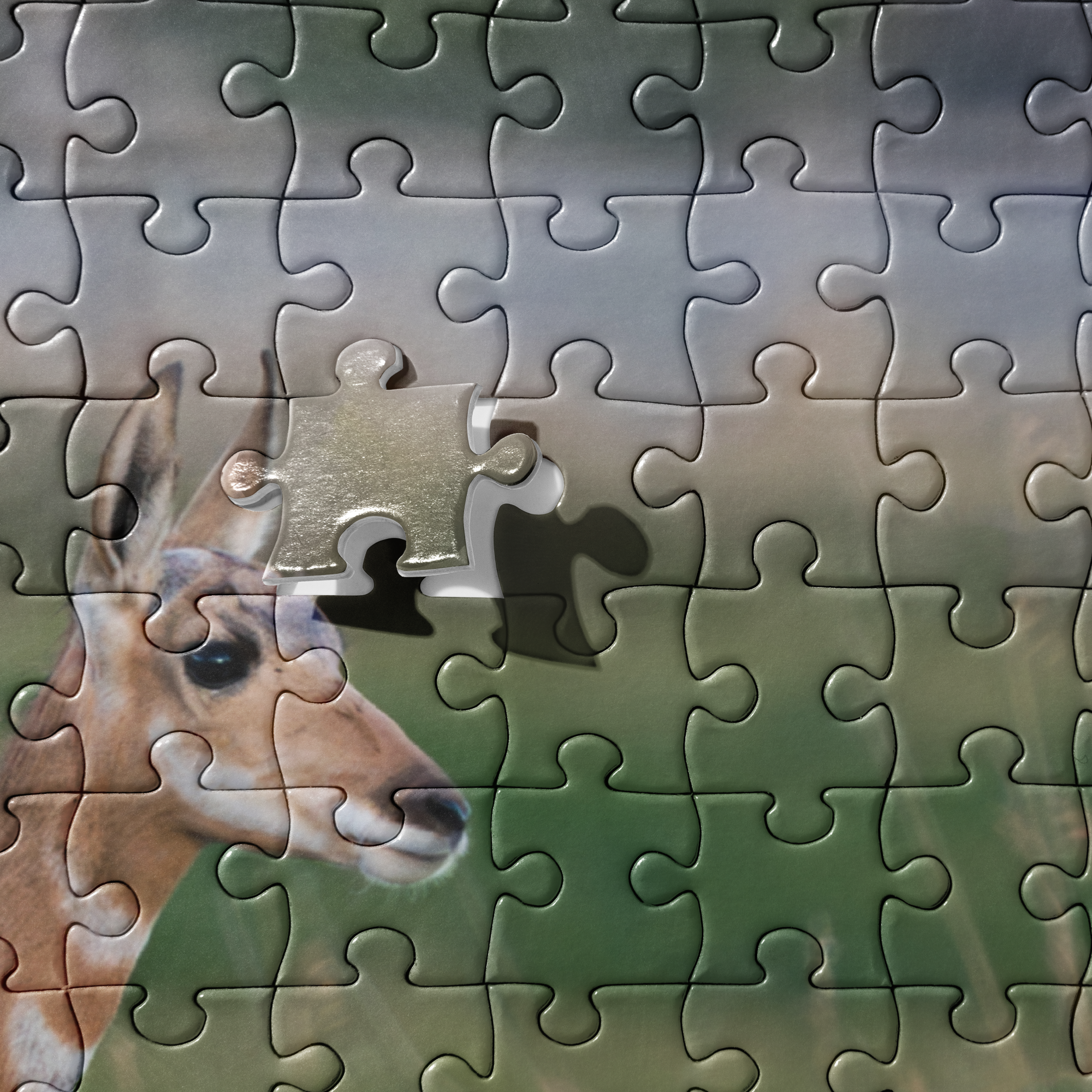 Pronghorn Jigsaw puzzle