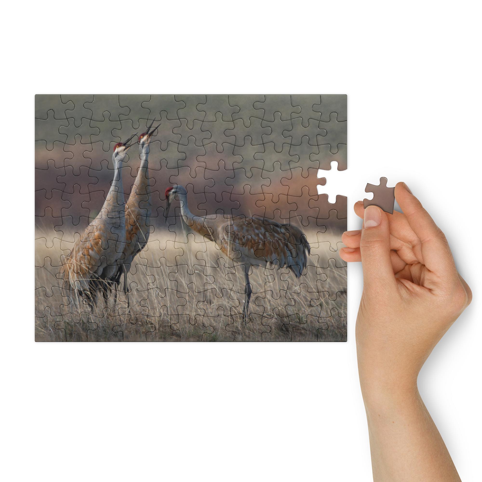 Sandhill Cranes Experience the Wild, Piece by Piece