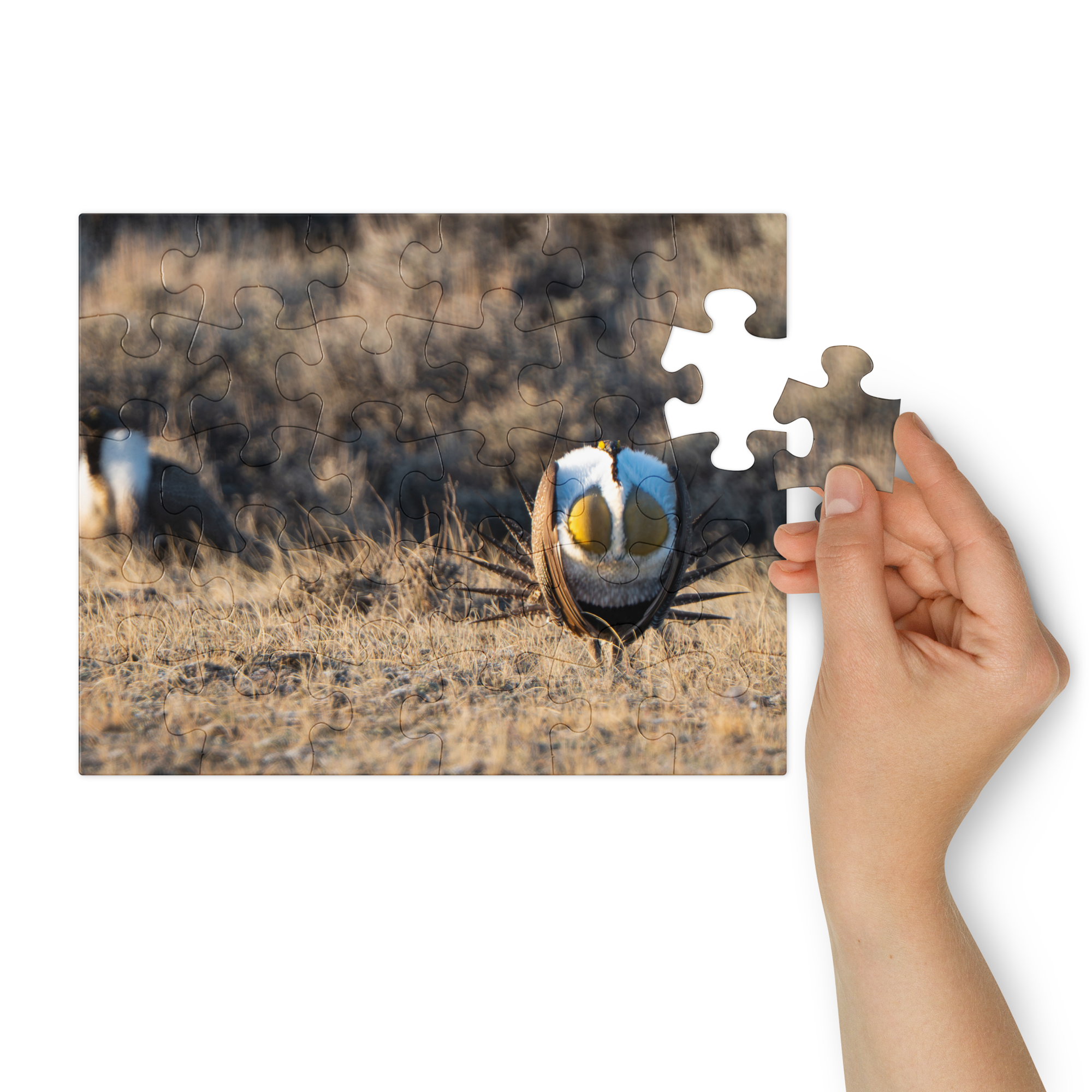 Sage Grouse Lek Puzzle — Witness the Wild, Piece by Piece