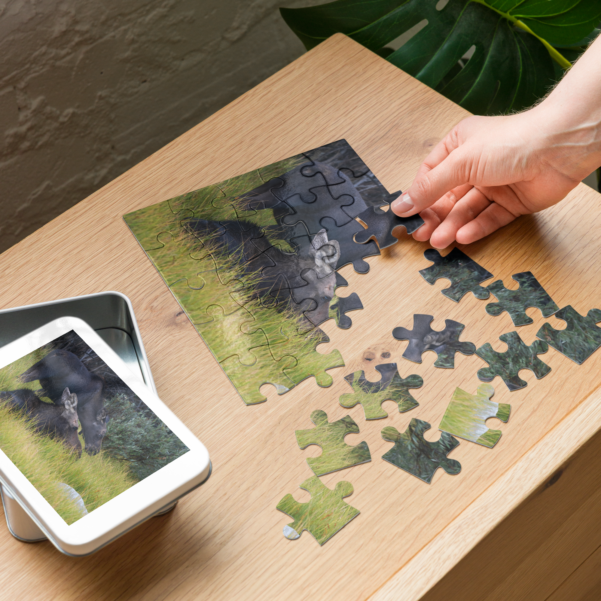 Moose Jigsaw puzzle with tin