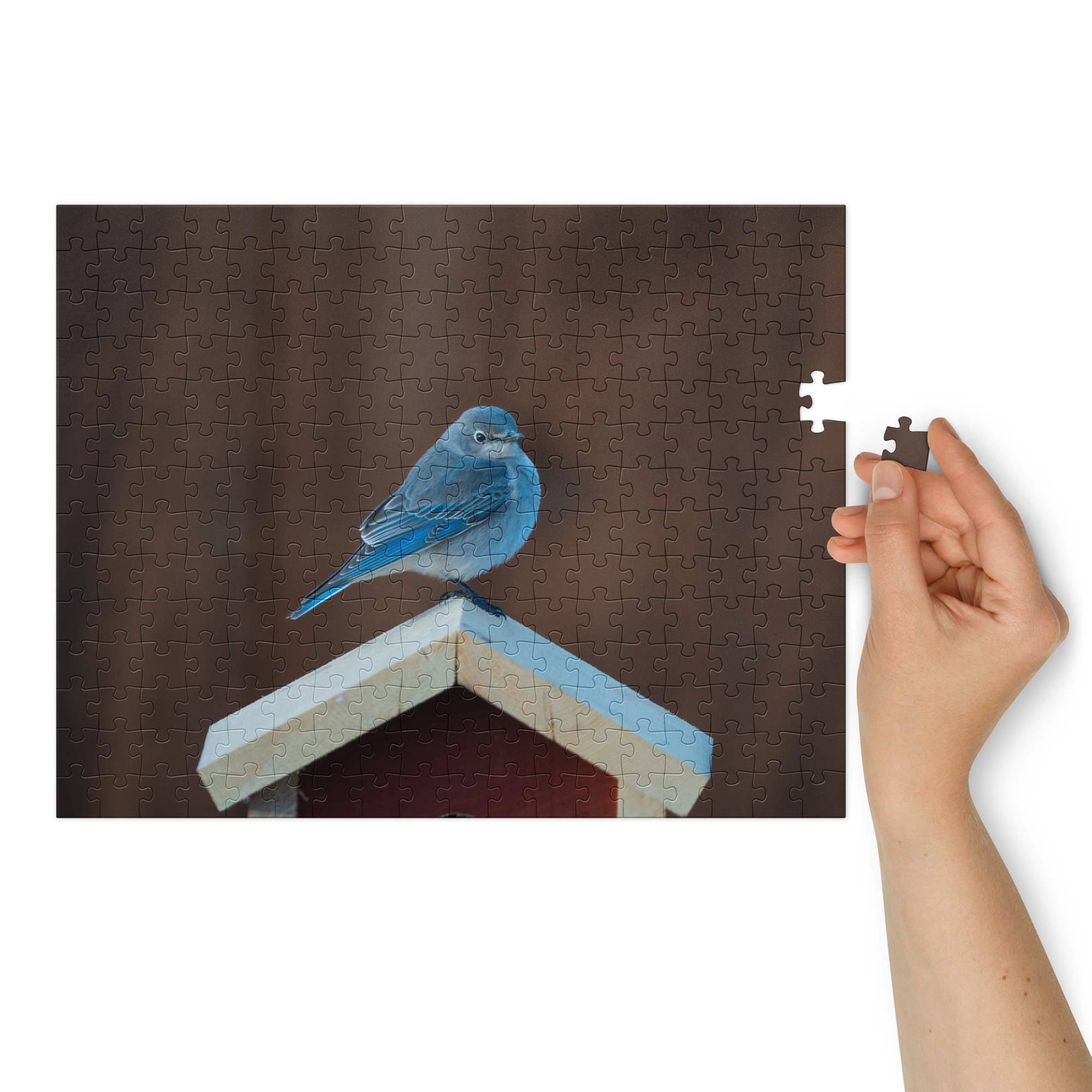 Mountain Bluebird Puzzle — Capture the Joy of Tiny Wings, Piece by Piece
