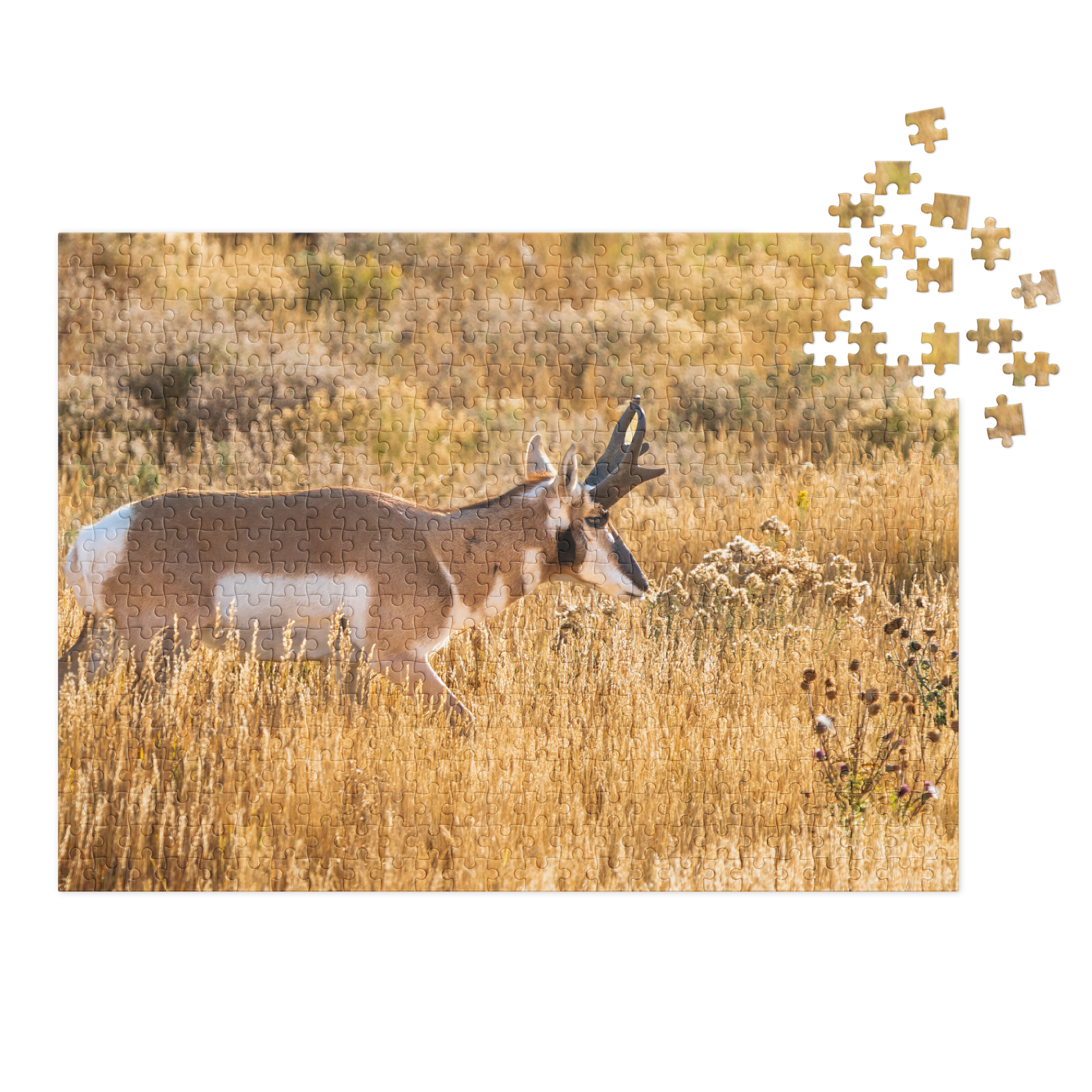 Pronghorn Puzzle | Bring Wyoming&