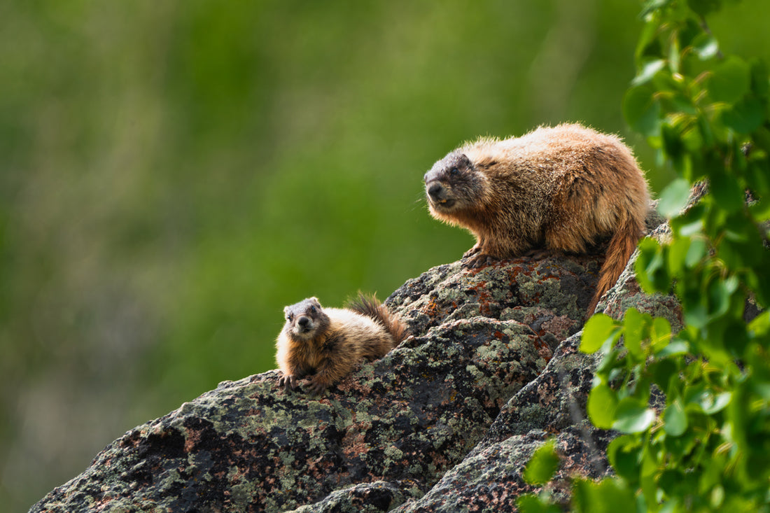 Marmot Wall Art