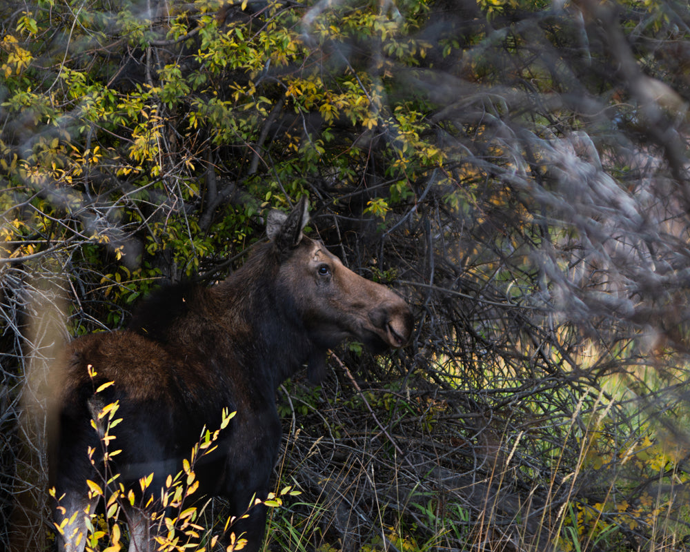 Echoes of Autumn: The Moose’s Path