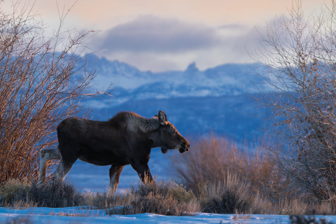 Moose in the Golden Wind River Range