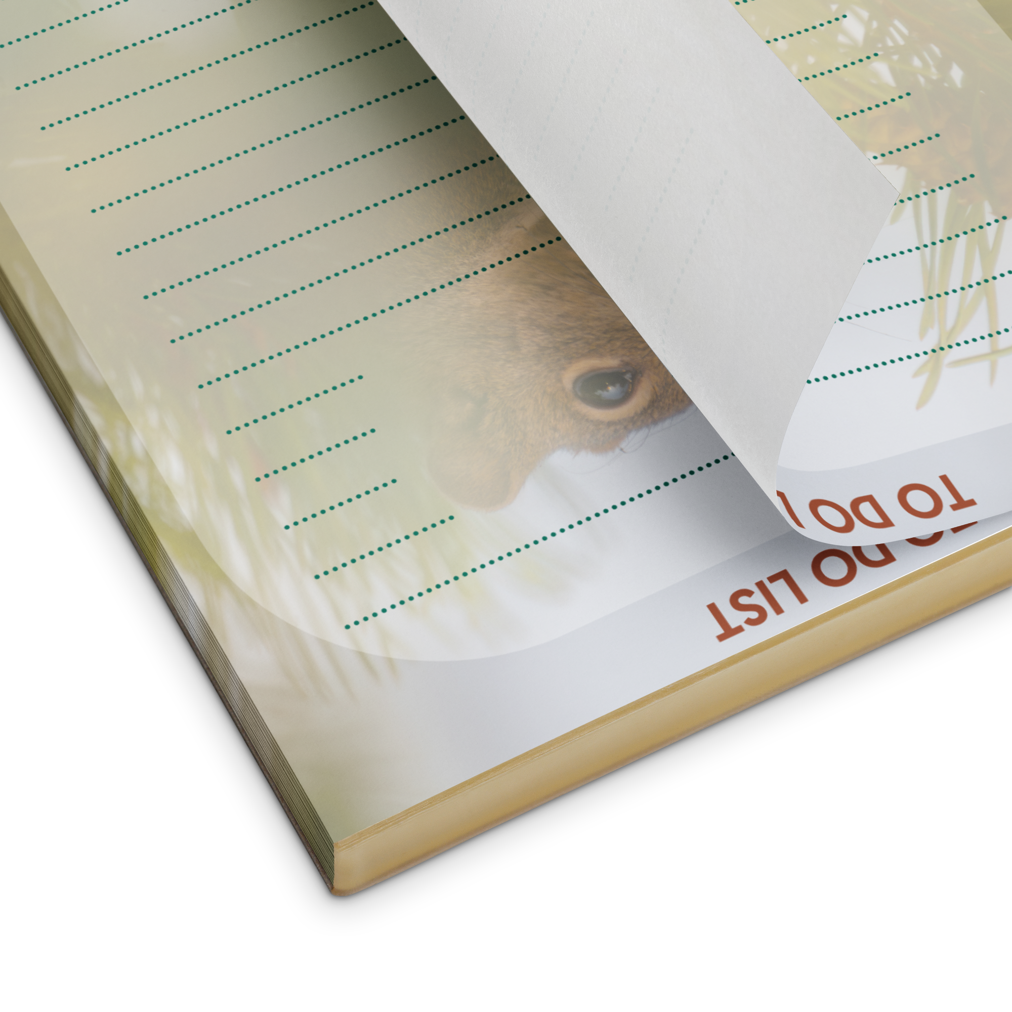 Squirrel Notepad