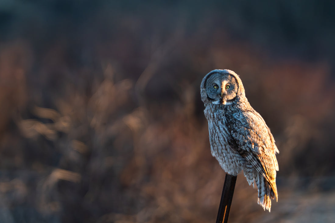 The Owl Between Night and Day