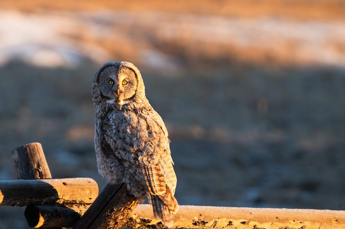 Held by the Light of an Owl