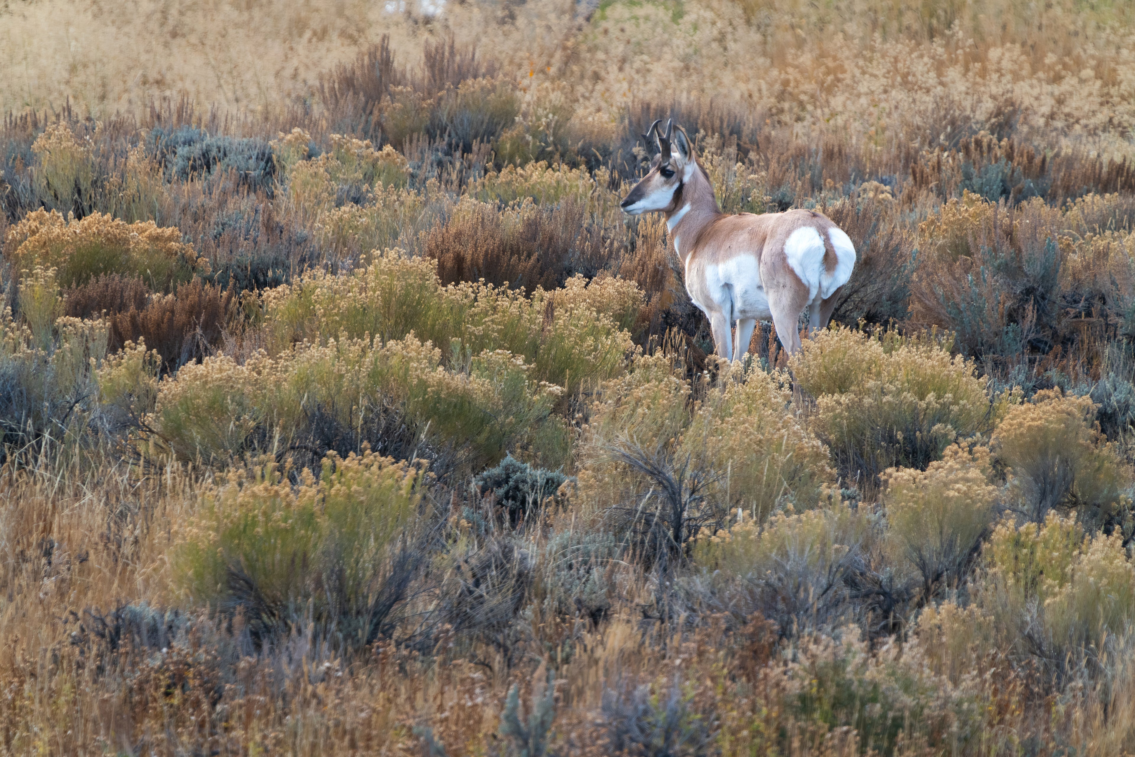 Pronghorn in the Quiet